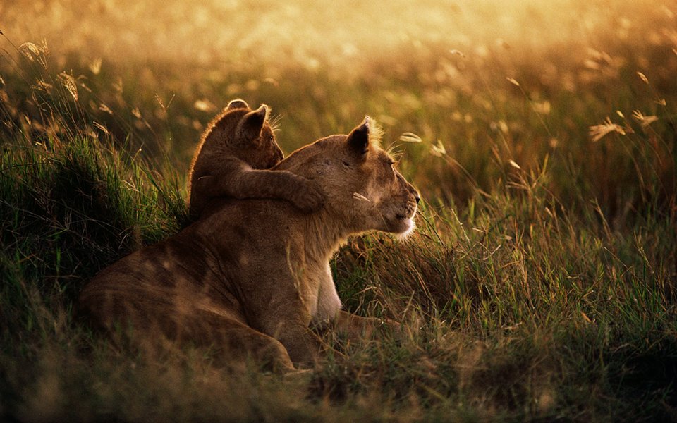 African Nature Safaris (18)