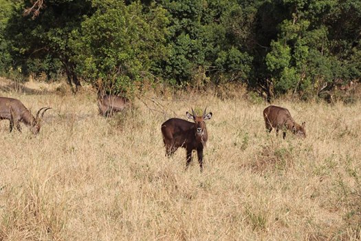 African Nature Safaris (25)