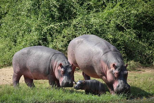 uganda-hippos