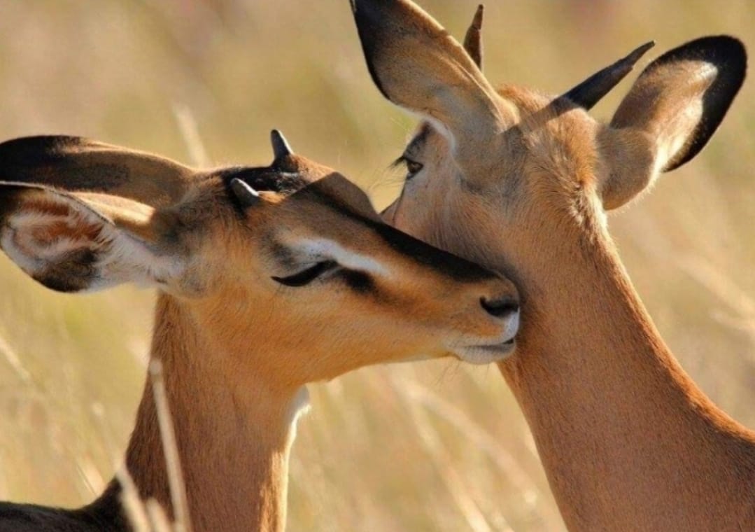 10 days Tsavo East and West Amboseli. 10 days Tsavo East and West Amboseli.