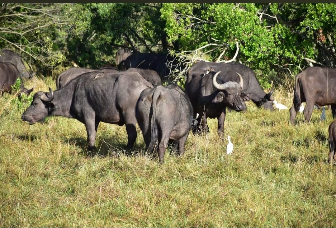 9 days Nature and Zanzibar Beach Safari 9 days Nature and Zanzibar Beach Safari