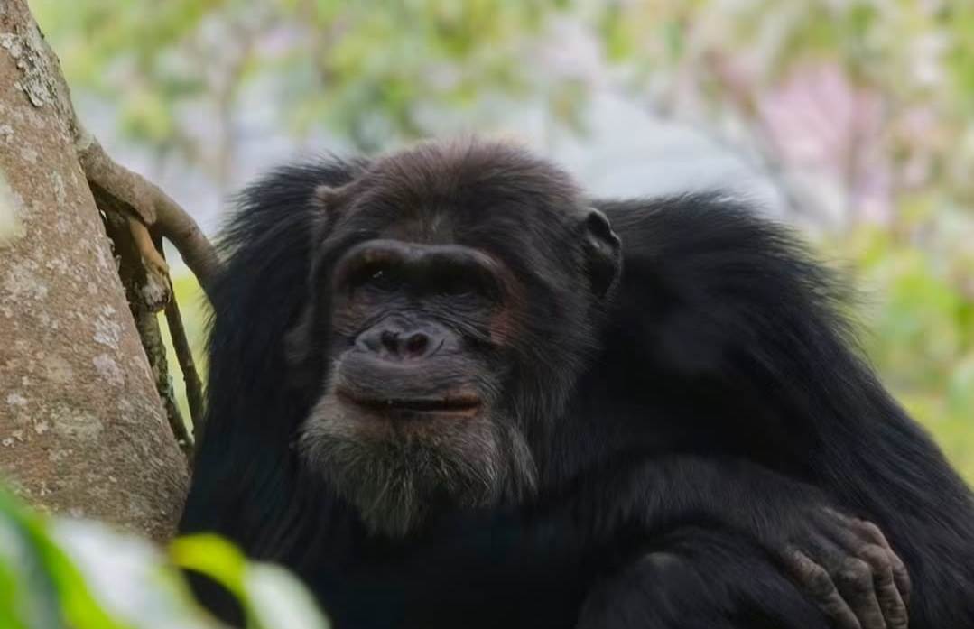 African Nature Safaris Gorrilla Trekking