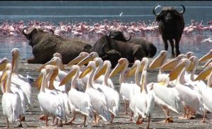 African Nature Safaris and Tours Ltd Sliding Photos (1)