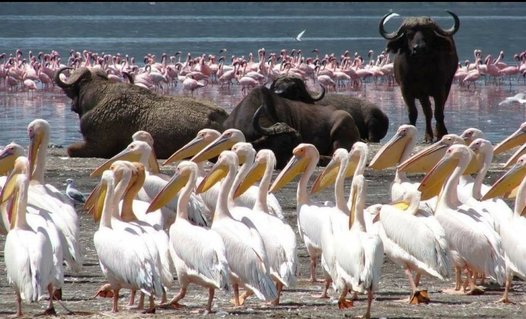 African Nature Safaris and Tours Ltd Sliding Photos (6) African Nature Safaris and Tours Ltd Sliding Photos (1)