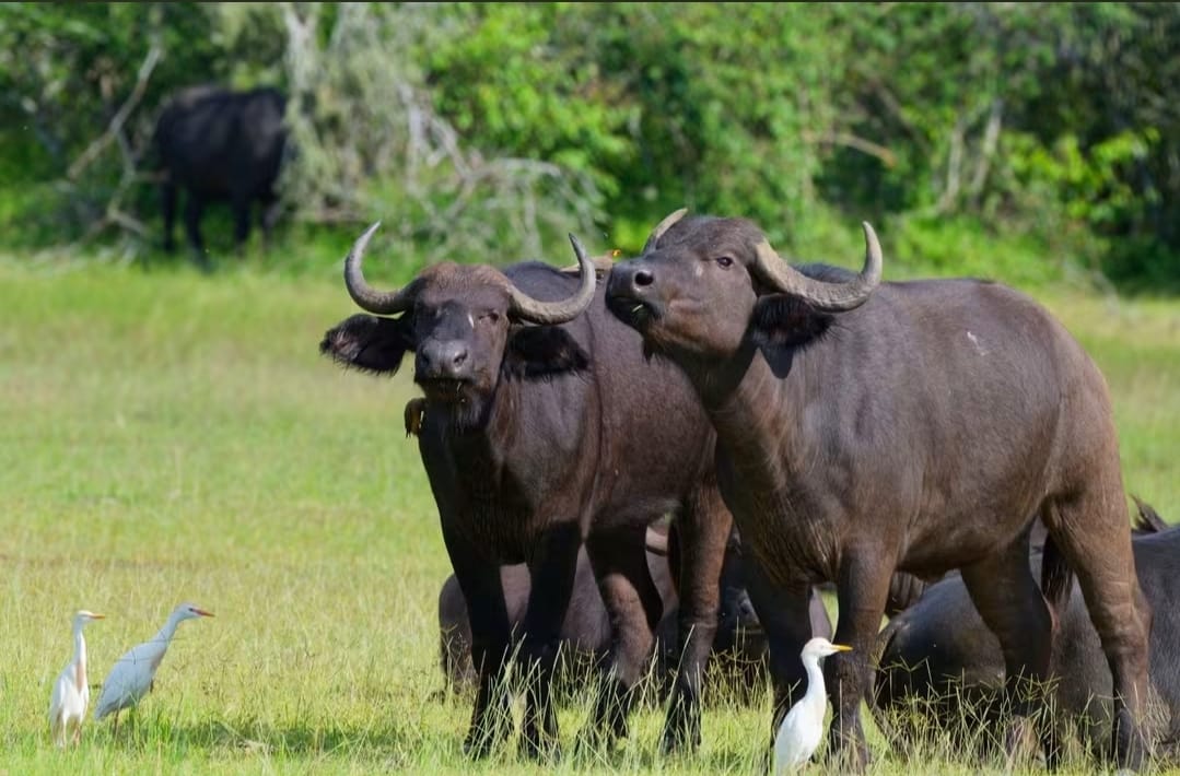 African safari tours and travel adventures (2) African safari tours and travel adventures