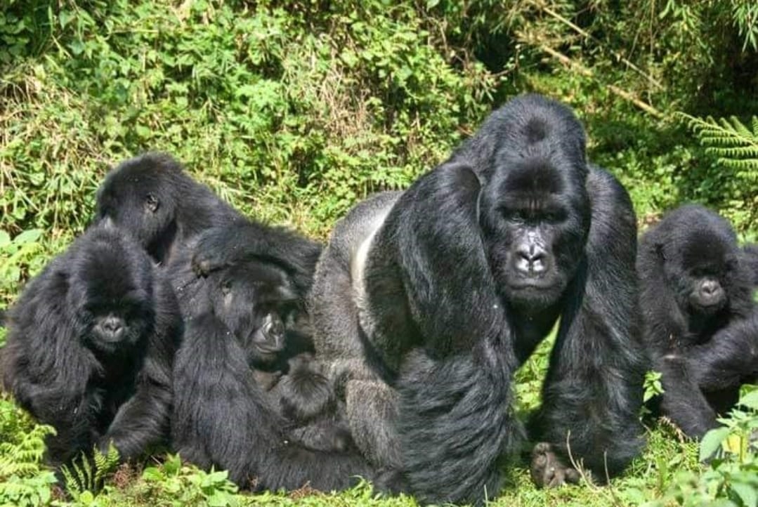 African safari tours and travel adventures African safari tours and travel adventures