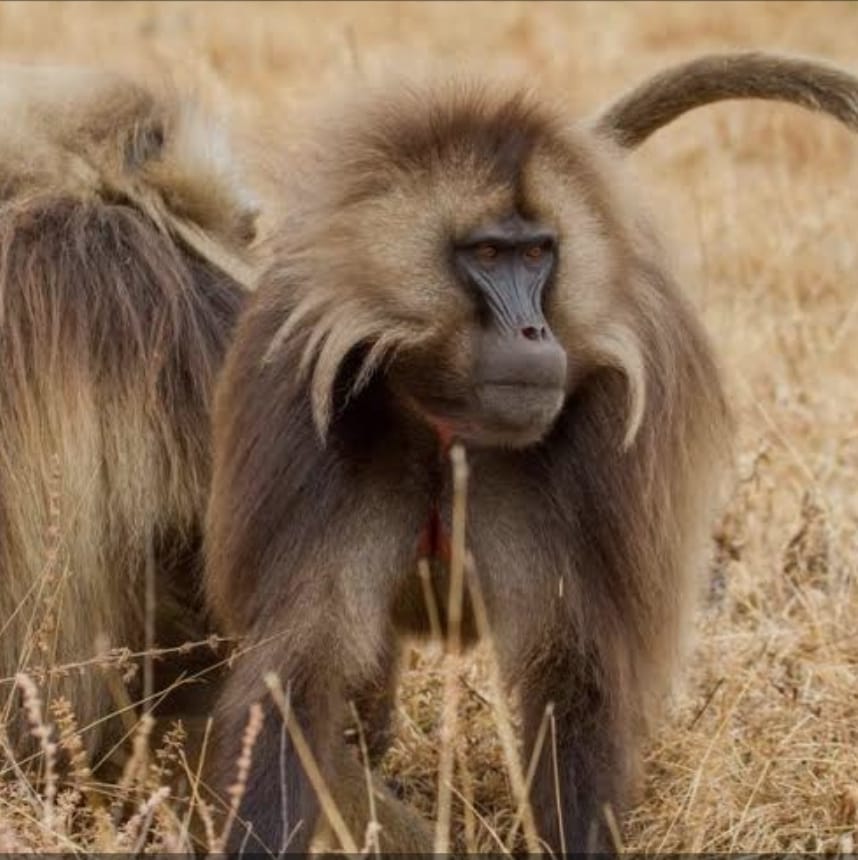 African safari wildlife African safari wildlife