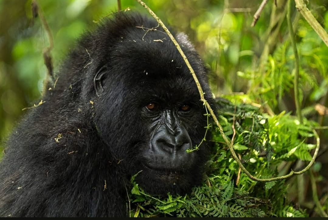 African safari wildlife_ AFRICAN NATURE SAFARIS (4) African safari wildlife_ AFRICAN NATURE SAFARIS