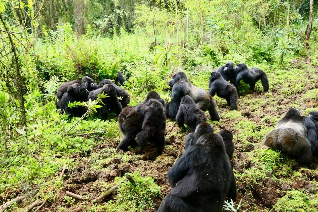African safari wildlife_ AFRICAN NATURE SAFARIS (5) African safari wildlife_ AFRICAN NATURE SAFARIS