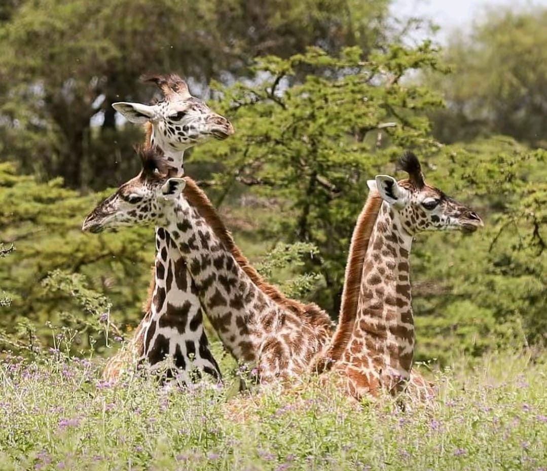 African safari wildlife_ AFRICAN NATURE SAFARIS (6) African safari wildlife_ AFRICAN NATURE SAFARIS