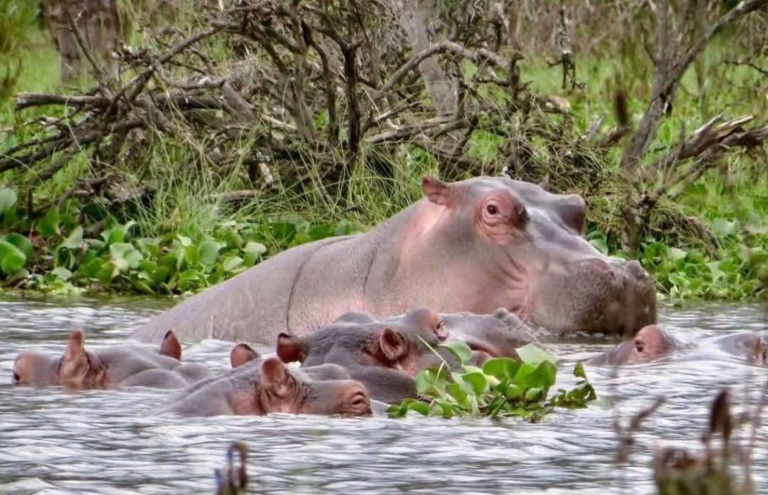 African safari wildlife_ AFRICAN NATURE SAFARIS (7) African safari wildlife_ AFRICAN NATURE SAFARIS