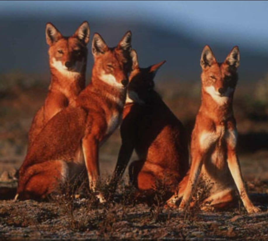 African safari wildlife_ AFRICAN NATURE SAFARIS African safari wildlife_ AFRICAN NATURE SAFARIS
