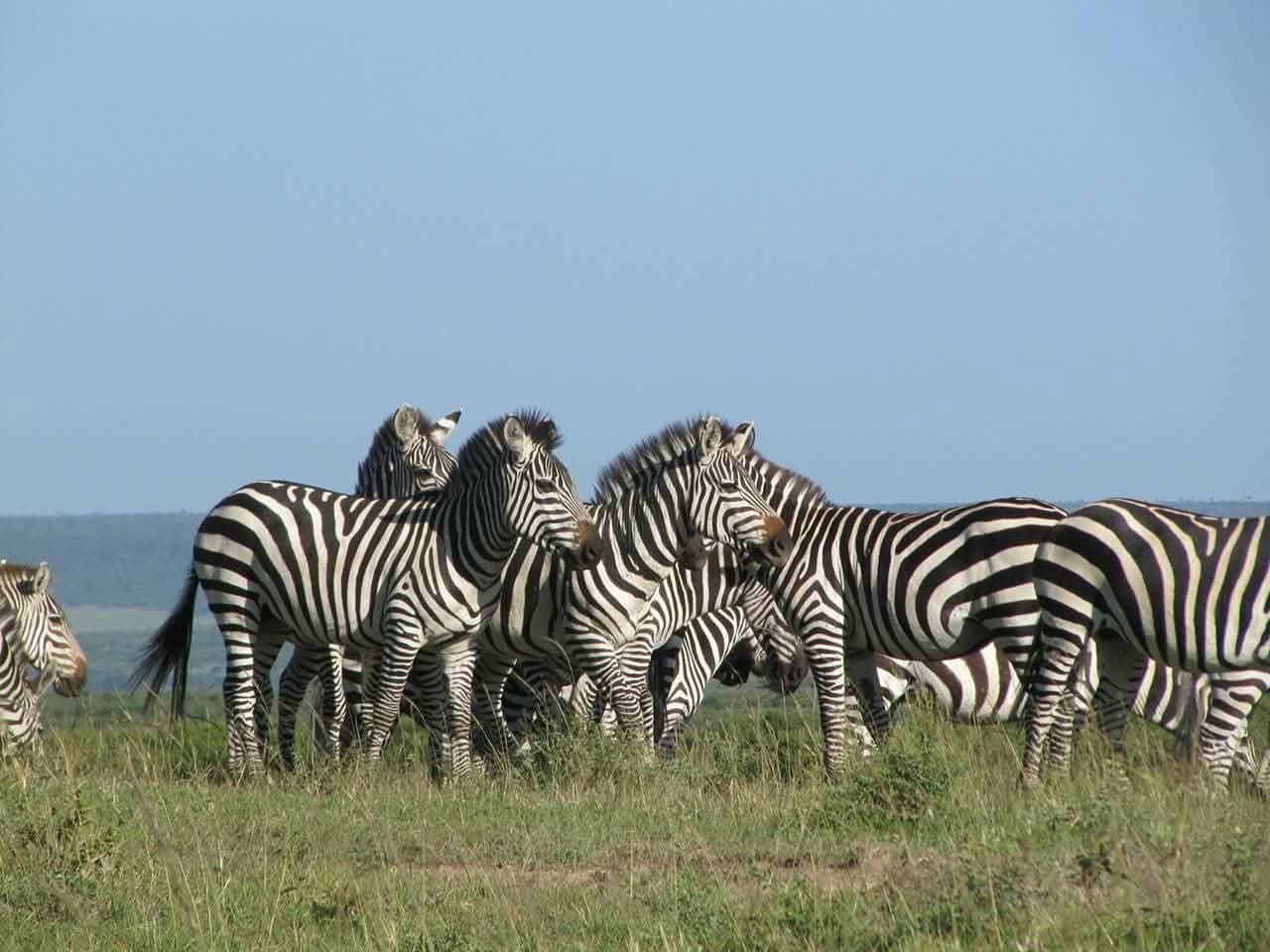Rwanda_African safari wildlife_ AFRICAN NATURE SAFARIS African safari wildlife_ AFRICAN NATURE SAFARIS