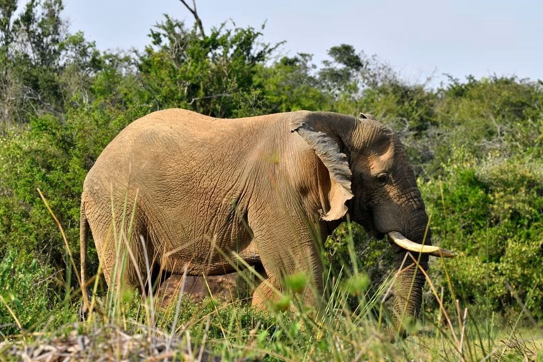 Tours and travel services in Africa (2) Tours and travel services in Africa