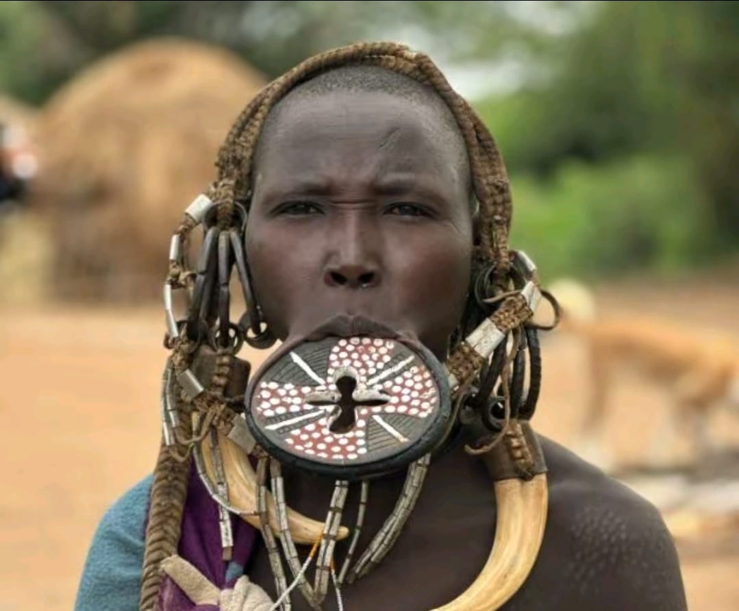 African safari wildlife_ AFRICAN NATURE SAFARIS African safari wildlife_ AFRICAN NATURE SAFARIS