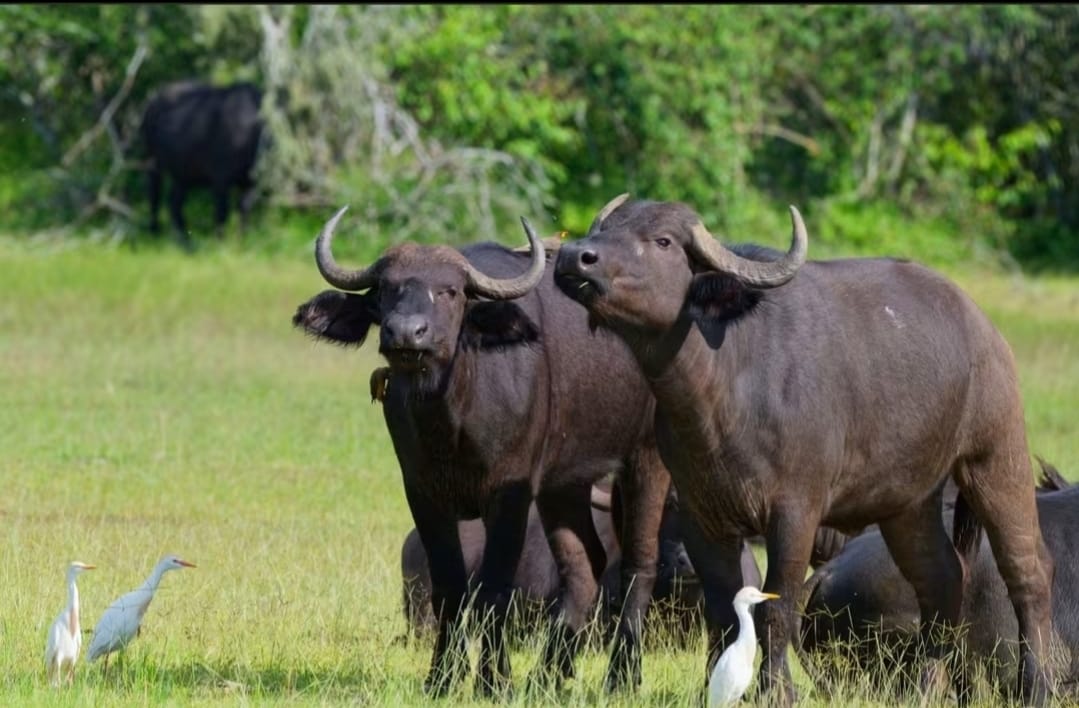 Budget Safaris Holiday Safris African Nature Safaris Budget Safaris Holiday Safris African Nature Safaris