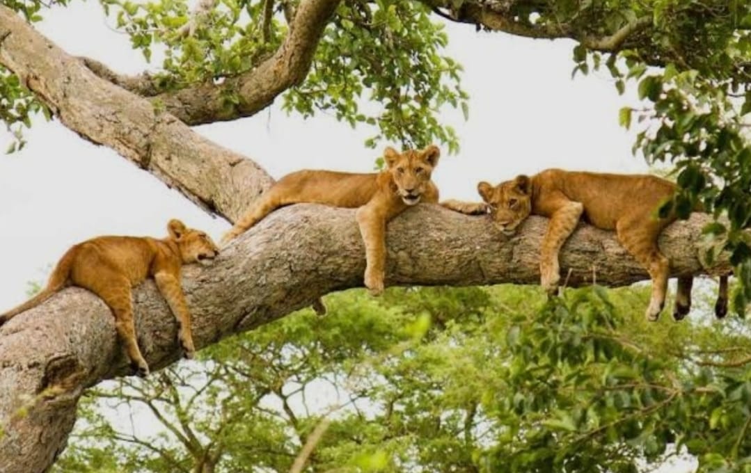 Combine Holiday Safris African Nature Safaris Combine Holiday Safris African Nature Safaris