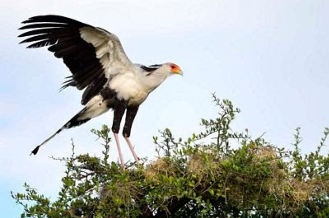 East African Birding Safris African Nature Safaris East African Birding Safris African Nature Safaris