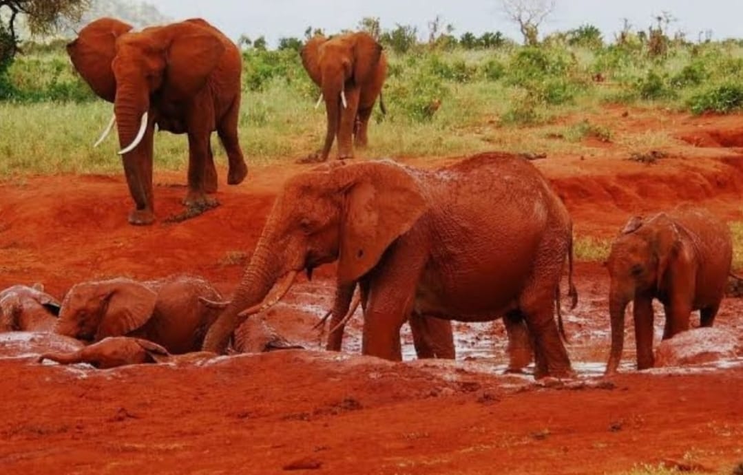 african nature tours and safaris mombasa african nature tours and safaris mombasa