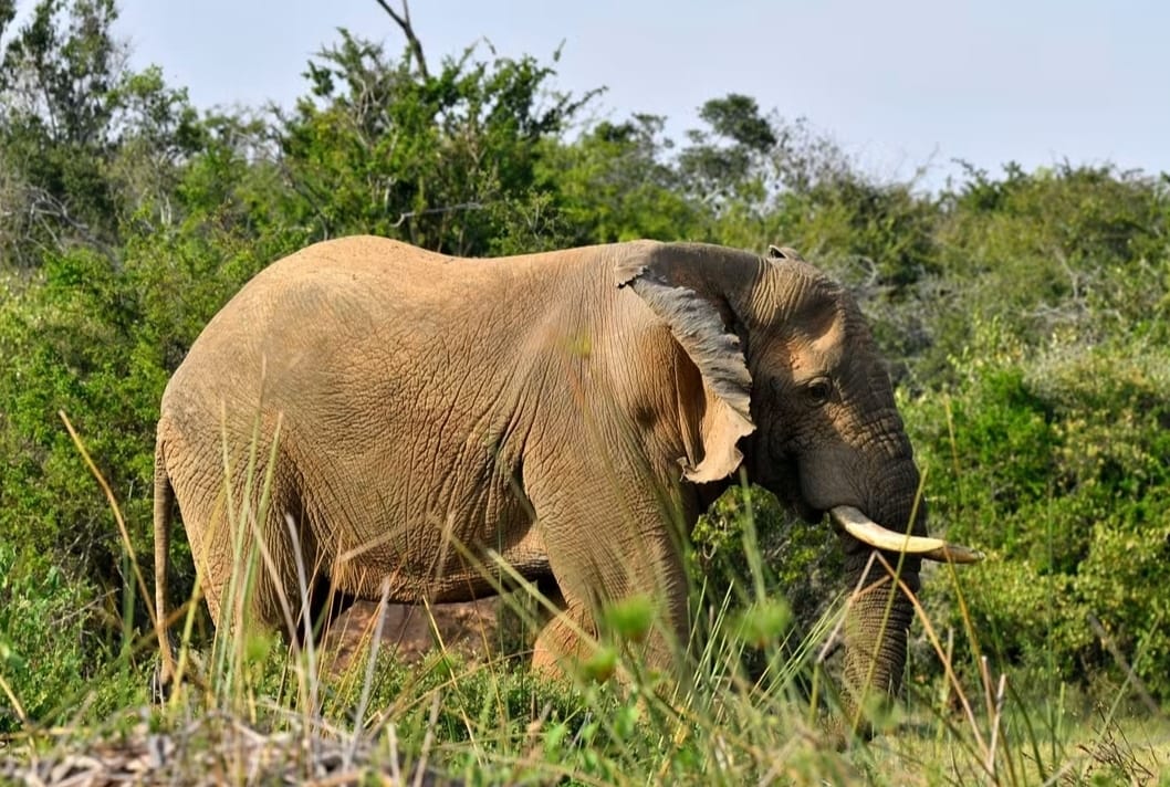 httpswww.africanaturesafaris
